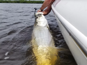 tarpon fishing <a href=