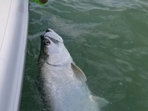 tarpon fishing <a href=