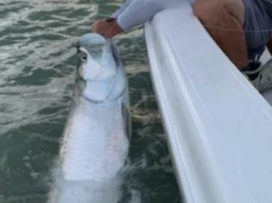 tarpon fishing charter on marco island florida