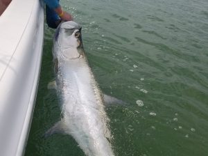 Big Tarpon Marco island fishing charter