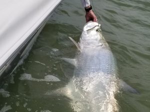 Big Tarpon marco island fishing charter