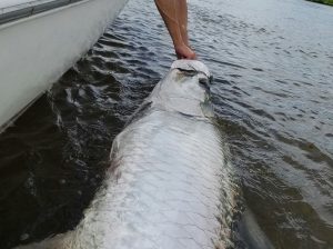 big tarpon caught in naples florida