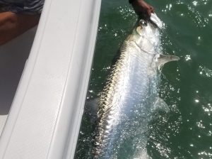 tarpon fishing <a href=