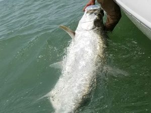 tarpon fishing <a href=